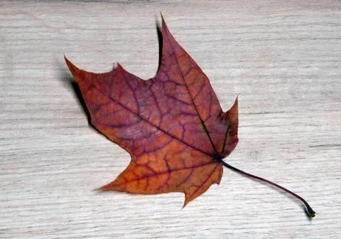 Beautiful red dry maple leaf textured with a lot of streaks Stock Photos