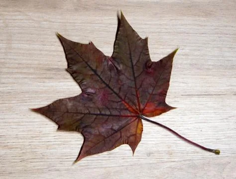 Beautiful red dry maple leaf textured with a lot of streaks Stock Photos