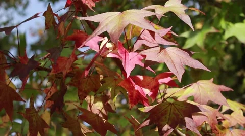 BEAUTIFUL RED FALL LEAVES CLOSE Stock Footage 43183315
