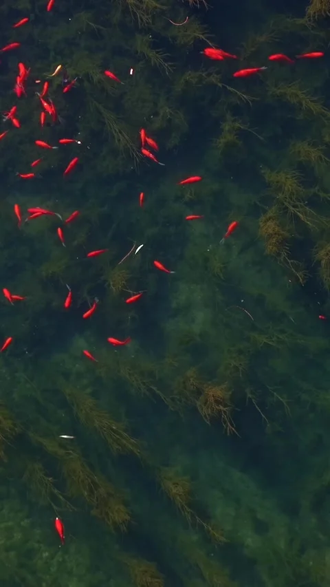 Beautiful Red Fish Population in Tranquil Green Pond Stock Footage 331184952