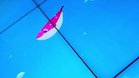 Beautiful red fish screen view Stock Footage 274078236