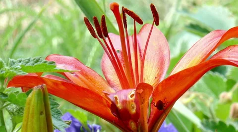 Beautiful red flower with a beetle Stock Footage 51500935