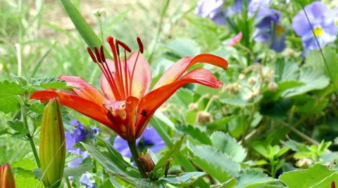 Beautiful red flower with a beetle Stock Footage 51501740