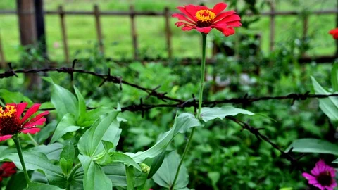Beautiful red flower close up view with green leaf Stock Footage 126622284