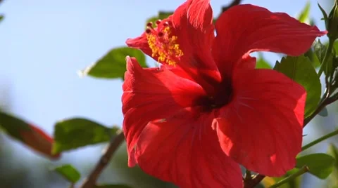 Beautiful Red flower 動画素材 8966599