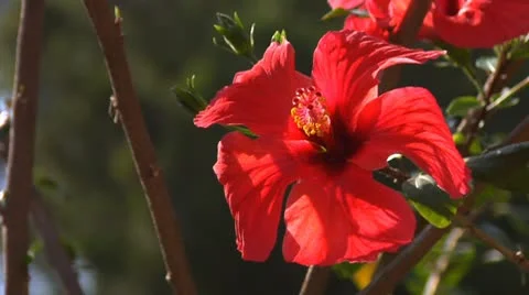 Beautiful Red flower 動画素材 8966601
