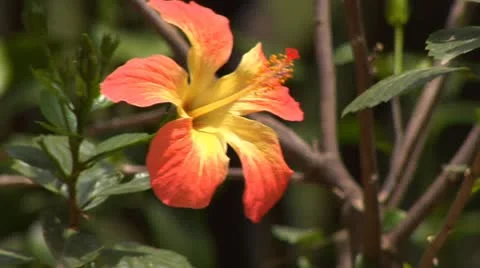 Beautiful Red flower Vídeo Stock 8966602