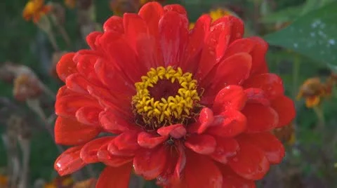 A beautiful red flower Video stock 12189911