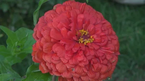 A beautiful red flower Vídeos de archivo 12189919