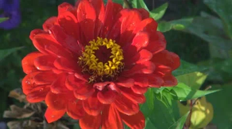 A beautiful red flower Vídeos de archivo 12189927