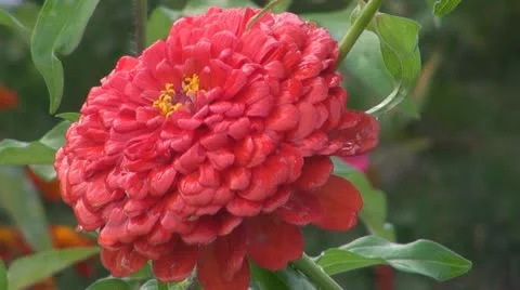 A beautiful red flower Video stock 12189939