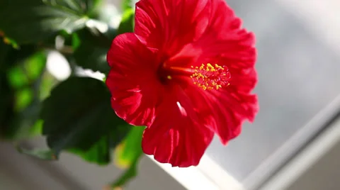 Beautiful red flower Video stock 36634598