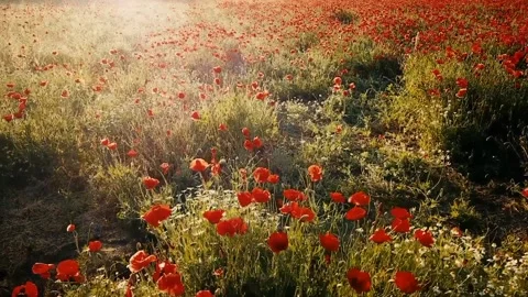 Beautiful red flower Vídeos de archivo 214416332