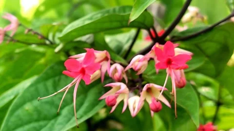 Beautiful Red Flower Stock Footage 224508478