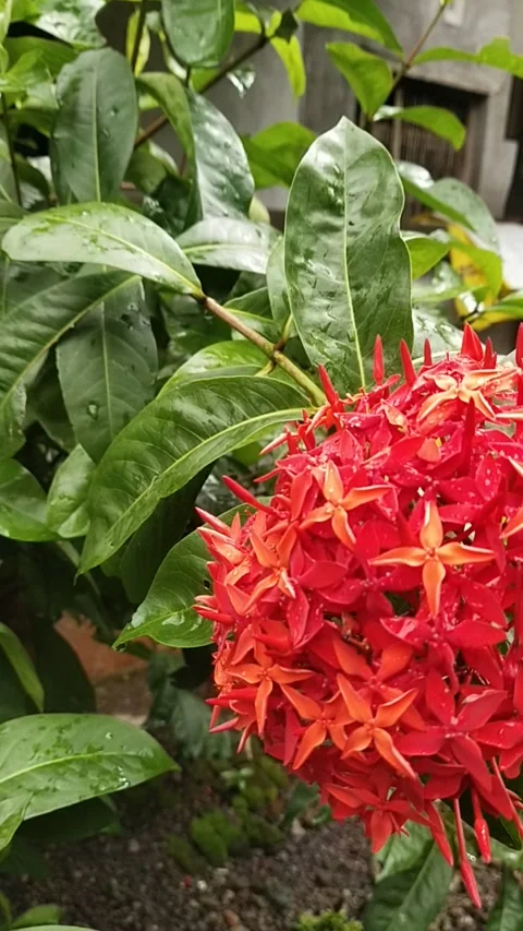 Beautiful red flower Vidéo 234388354