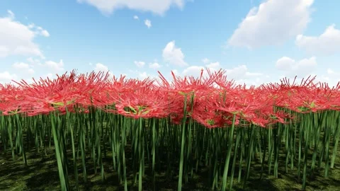 Beautiful Red Flower Stock Footage 339092051