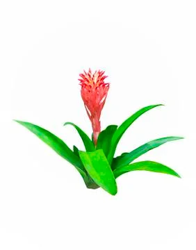 Beautiful red flower with leaf Stock Photos