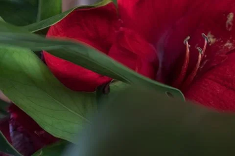 Beautiful red flower with petalas. Stock Photos