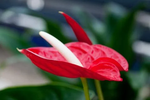 Beautiful red flower Stock Photos