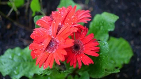 Beautiful red flower Stock Photos