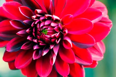 Beautiful red flower Stock Photos