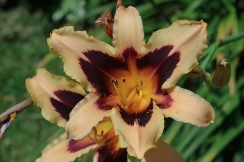 Beautiful red flower Stock Photos