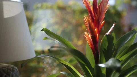 Beautiful red flower in a pot Stock Footage 164102379