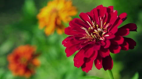 Beautiful Red Flower with Shallow Depth of Field Stock Footage 137974961
