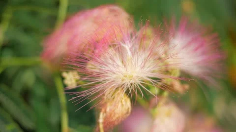 Beautiful red flower on the tree Stock Footage 136469663