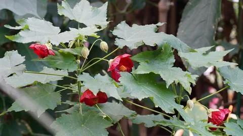 Beautiful Red Flowering Maple With Green Leaves Foto stock