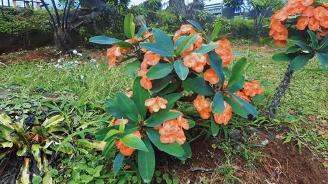 Beautiful red flowers bloom Stock Footage 158844800
