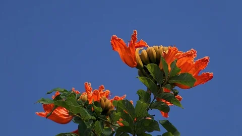 Beautiful red flowers with blue sky in background1 Video stock 106984604