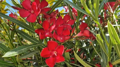 Beautiful red flowers in close-up. Stock Footage 258222390