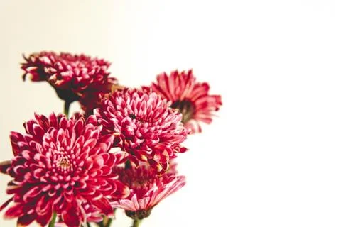 Beautiful red flowers, close-up view Stock Photos