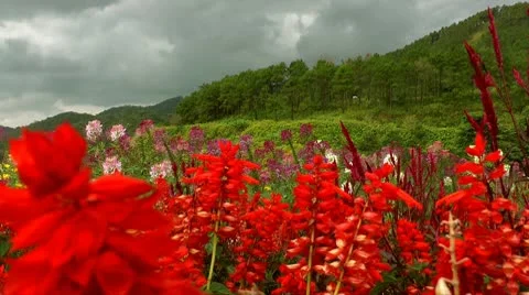 Beautiful red flowers Stock Footage 10561443