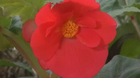 Beautiful red flowers Vídeos de archivo 11943298