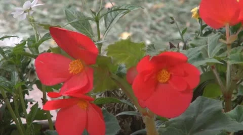 Beautiful red flowers Video stock 11943577