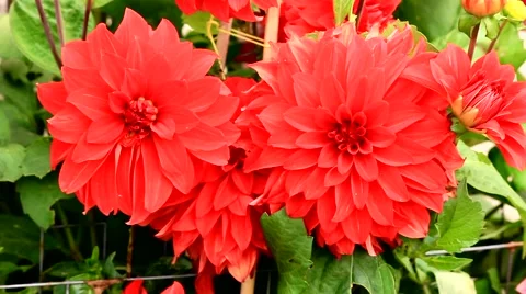 Beautiful red flowers Stock Footage 54156814