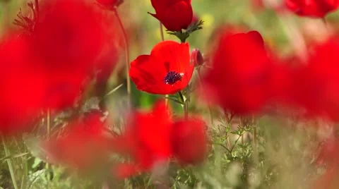 Beautiful red flowers Stock Footage 57646385