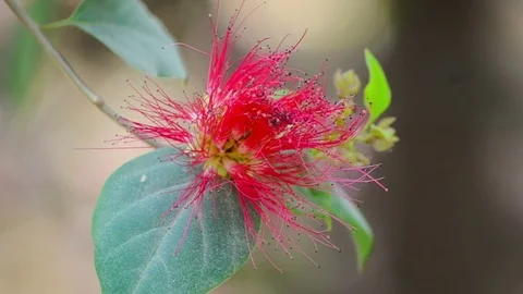 Beautiful Red Flowers Stock-Footage 73819111