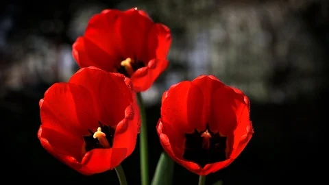 Beautiful red flowers Stock Footage 88784733