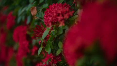 Beautiful red flowers Stock Footage 307315861