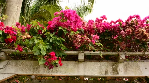 Beautiful red flowers hovering over the wind Vídeo Stock 41423599