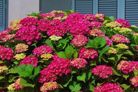 Beautiful red flowers of hydrangea  (  Hydrangea macrophylla ) Stock Photos