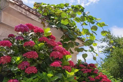 Beautiful red flowers of hydrangea  (  Hydrangea macrophylla ) Stock Photos