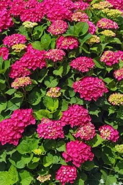 Beautiful red flowers of hydrangea  (  Hydrangea macrophylla ) Stock Photos