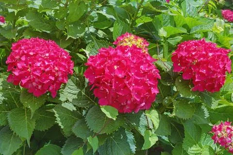 Beautiful red flowers of Hydrangea ( Hydrangea macrophylla ) in garden Stock Photos