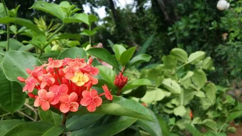 Beautiful red flowers 스톡 사진