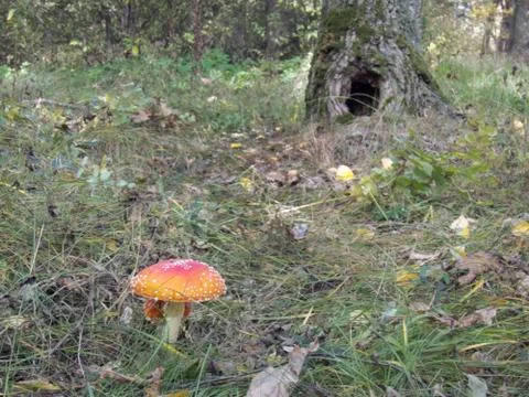 Beautiful red fly agaric on the forest edge Stock Photos