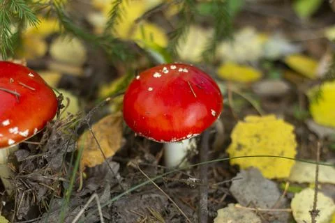 A beautiful red fly agaric grows in the forest.Poisonous mushrooms. Stock Photos